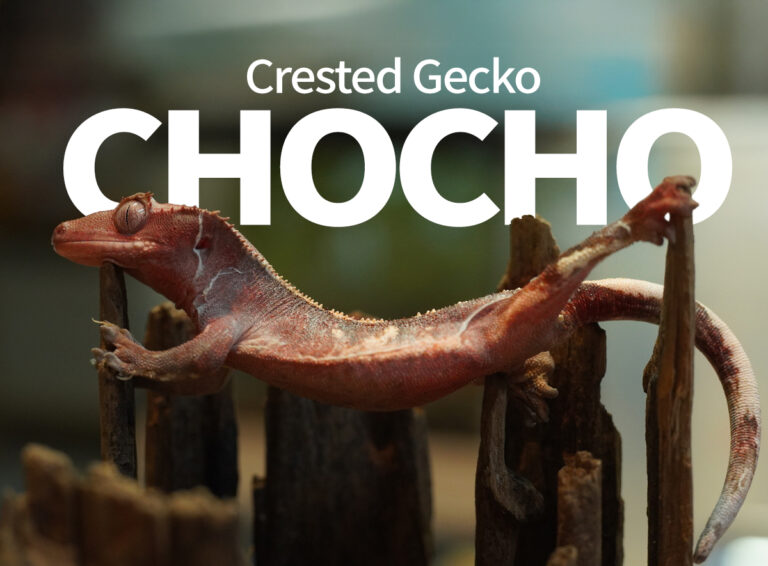 크레스티드 게코 초초(Choco) 모프란? 유전·발색·콤보까지 완전 정리
