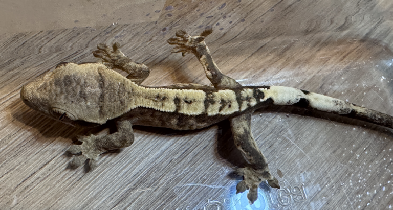 260330_Capuccino 100% het Axanthic X Lily Sable