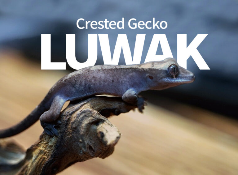 크레스티드게코 루왁(Luwak) 모프란? — 세이블과 카푸치노 유전의 비밀