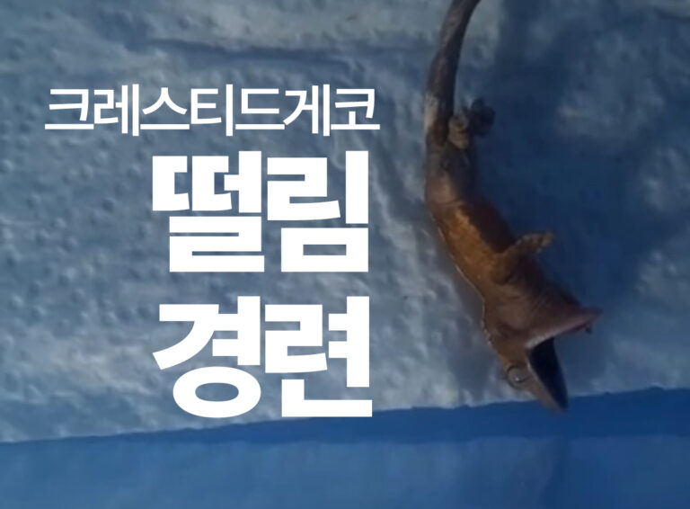크레스티드게코 경련·떨림, 진짜 원인 3가지와 집에서 할 수 있는 5분 응급처치