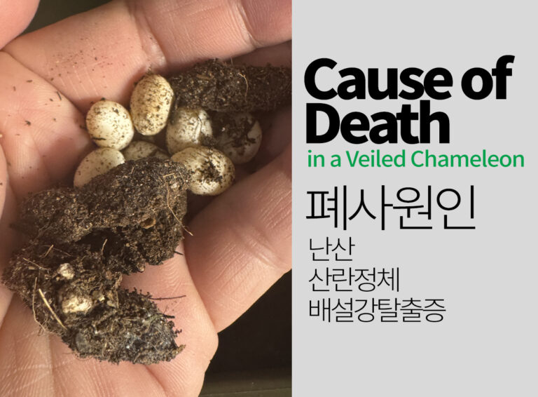 베일드카멜레온 산란 중 폐사 원인과 대처법 | 난산·산란정체·배설강탈출증