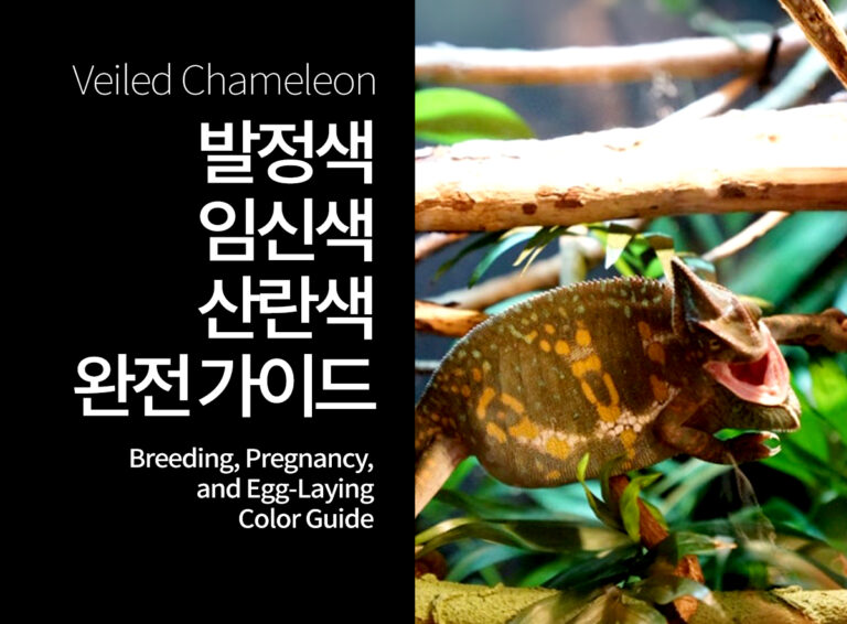 베일드카멜레온 발정색·임신색·산란색 완전 가이드 | 색변화로 상태 파악하기