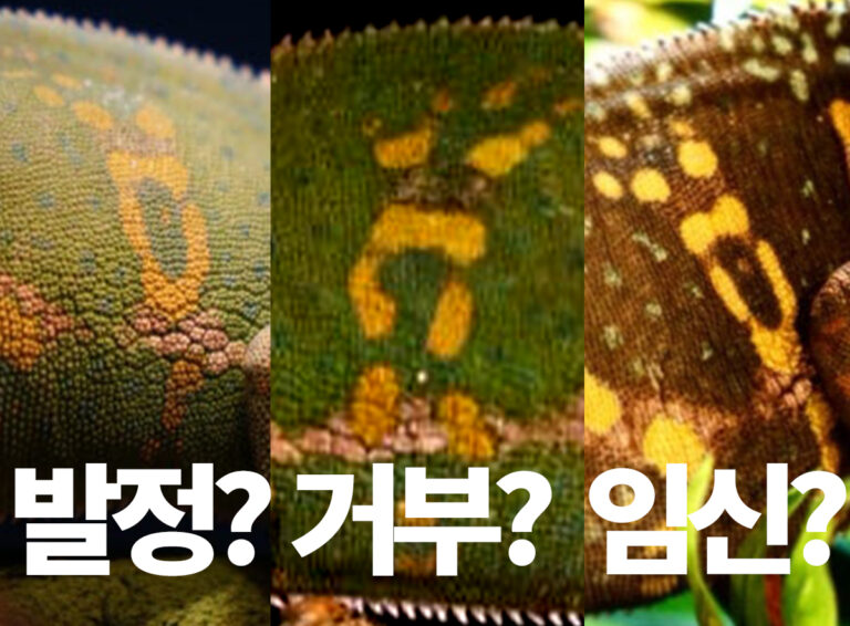 베일드카멜레온 메이팅 후 색변화 일지 | 임신색 관찰 기록 (주차별 사진)