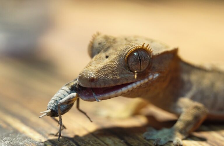 크레스티드게코가 밥을 안 먹어요 — 거식 원인과 집에서 하는 대처 (며칠까지 괜찮을까?)