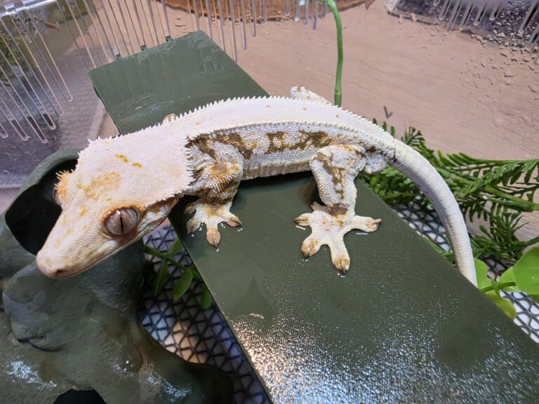 릴리화이트 크레스티드 게코란?