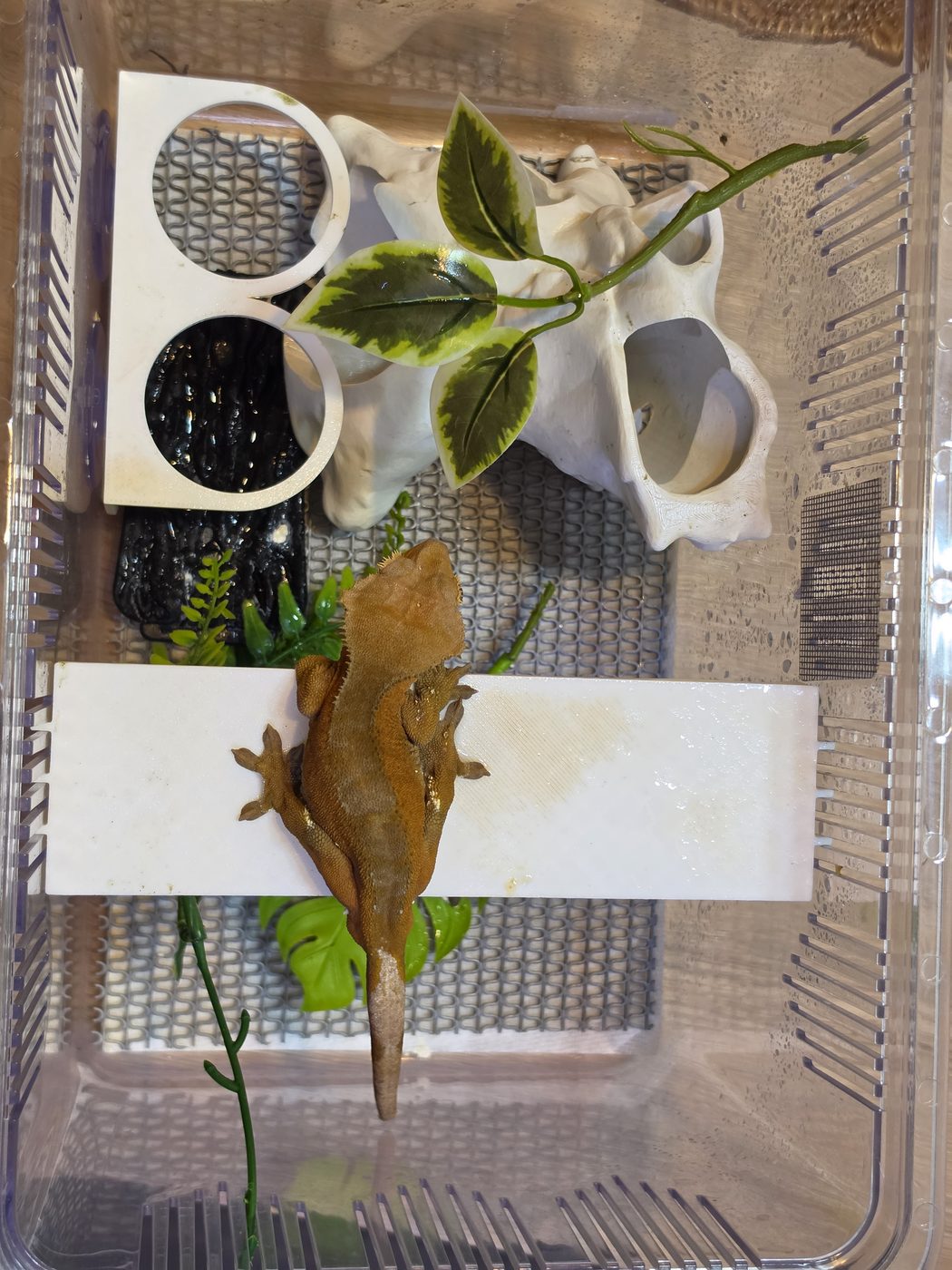크레스티드게코 핸들링 모습