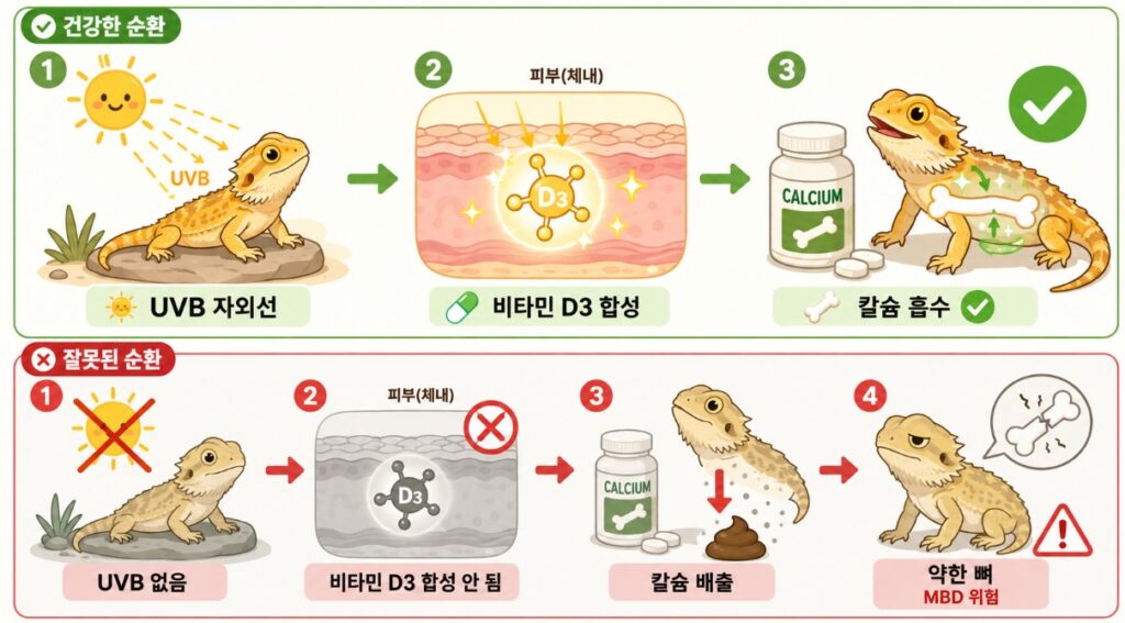 비어디드래곤 사육장 바스킹 자리에서 UVB 수치를 측정하는 UV 측정기