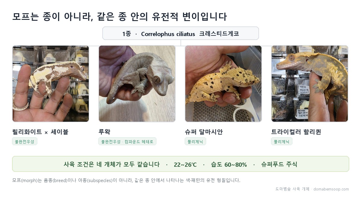 크레스티드게코 모프 비교 도판 — 릴리화이트 세이블, 루왁, 슈퍼 달마시안, 트라이컬러 할리퀸 네 개체가 모두 같은 종임을 보여주는 그림
